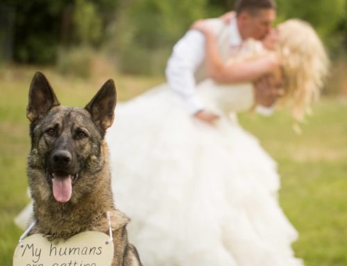 Our First Class Pet Wedding Services